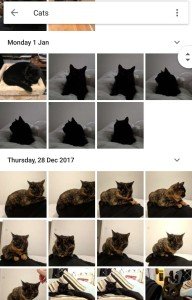 Image showing Google Photos search for cats