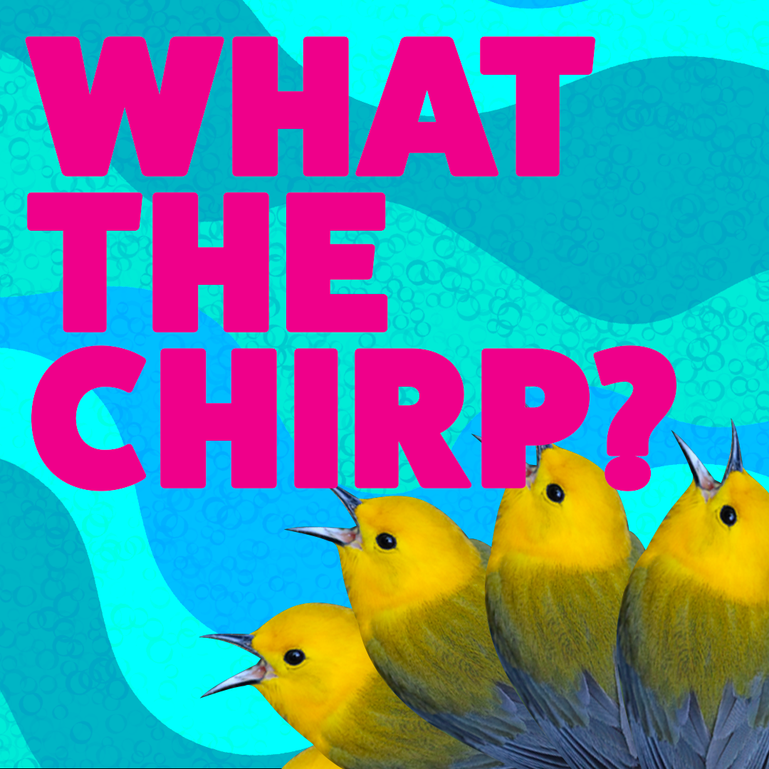 What the Chirp?